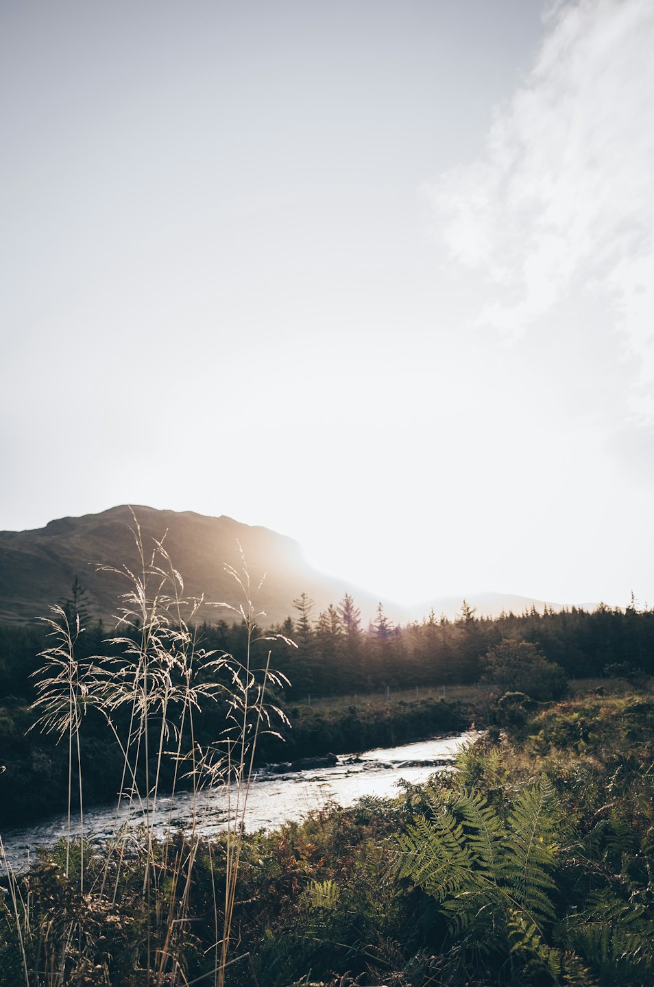 River flows through a pine forest valley towards distant mountains.
