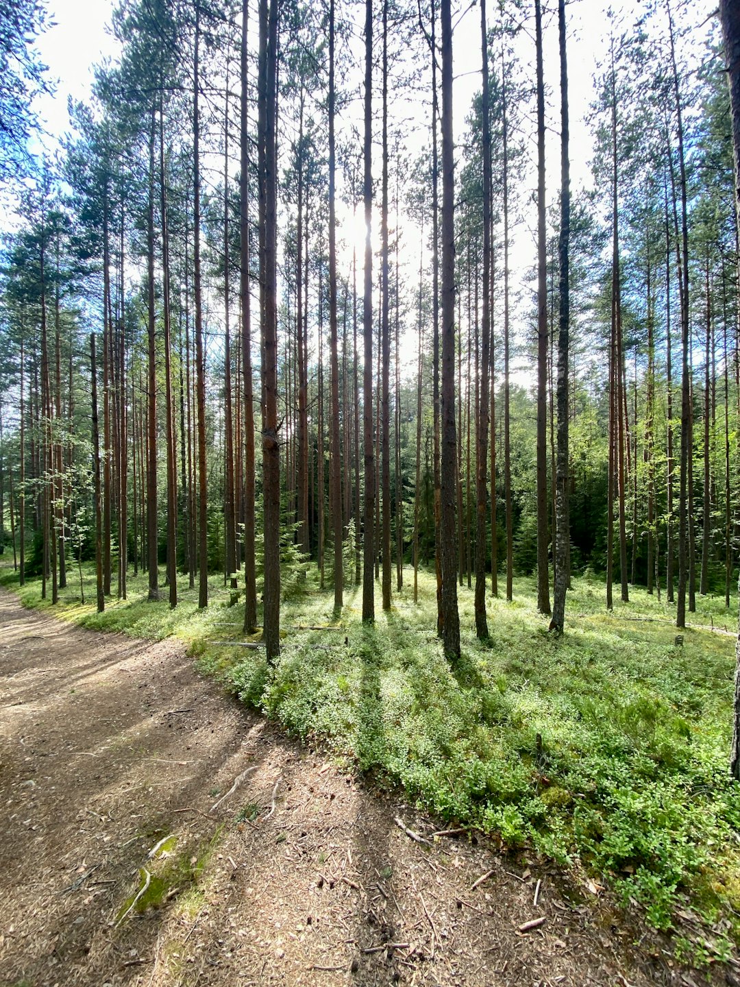 A dirt path winds through a dense forest of pine trees.